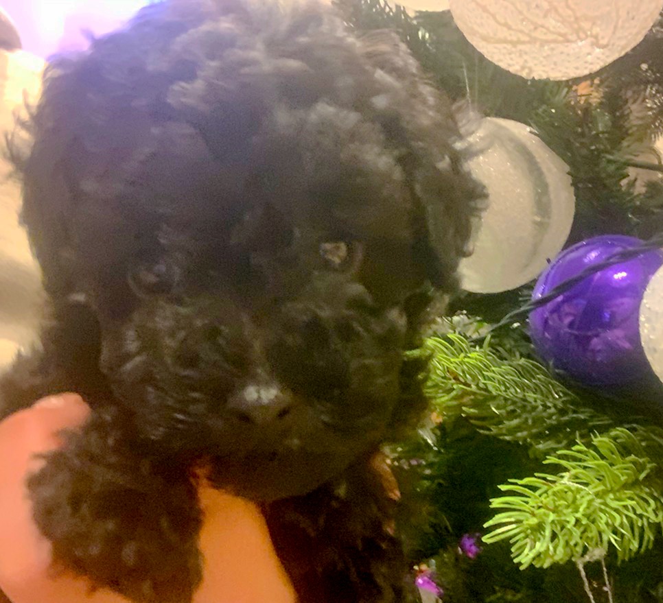 トイプードル ブラック Withdog 中野栄店