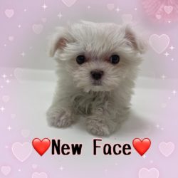 New face❣️