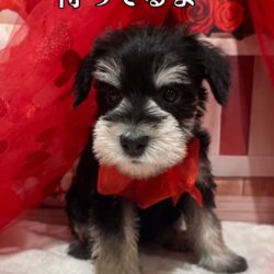 ミニチュアシュナウザーちゃん