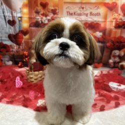 シーズーちゃん/カフェドッグ（譲渡販売犬）