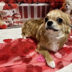 チワワ/カフェドッグ（譲渡販売犬）