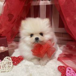 ポメラニアン😍