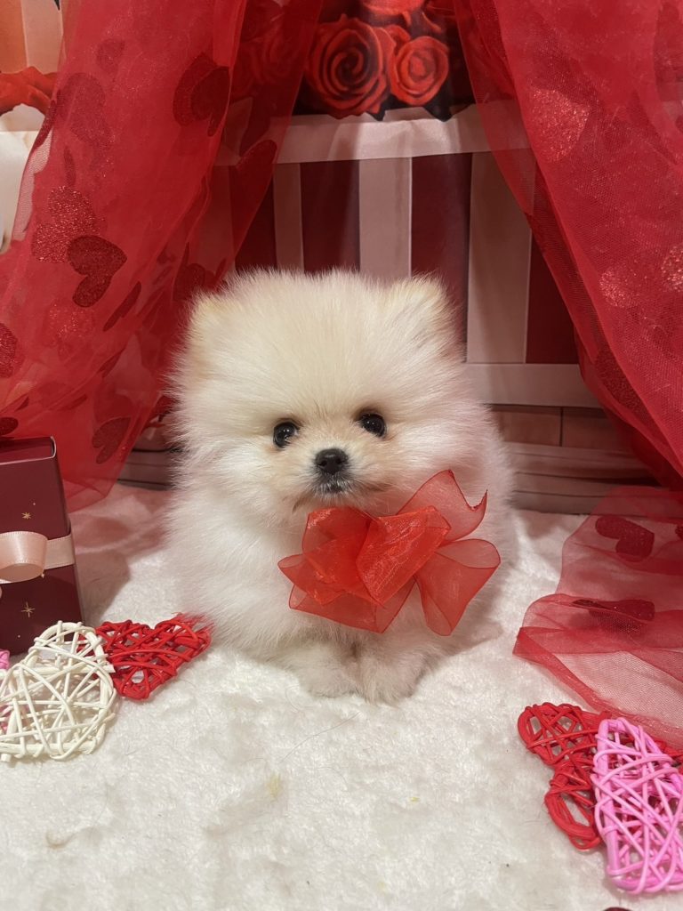 仔犬のご紹介、犬のしつけ教室、ペットホテル、トリミングサロン、犬